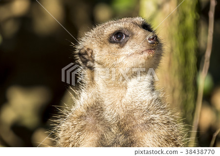 Alert meerkat ,Suricata suricatta, standing on Alert meerkat ,Suricata suricatta, standing on 38438770
