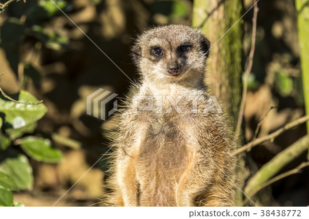 Alert meerkat ,Suricata suricatta, standing on 38438772