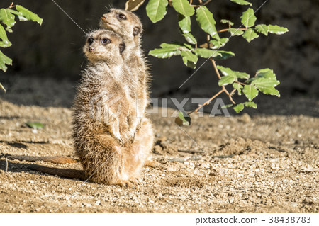Alert meerkat ,Suricata suricatta, standing on 38438783