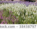 Beautiful flower in the garden. 38438797