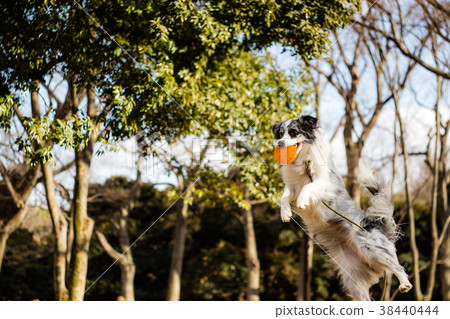 Flying Border Collie 2 Flying Border Collie 2 38440444