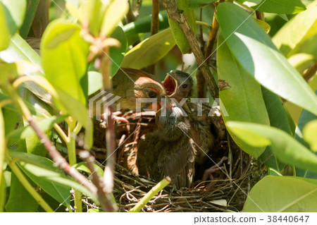 Cardinal bird feeding her babies in a birds nest Cardinal bird feeding her babies in a birds nest 38440647