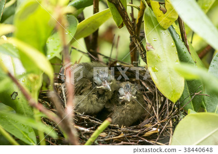 Two nine day old Cardinals in their birds nest Two nine day old Cardinals in their birds nest 38440648