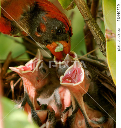 Male cardinal feeding his babies in the nest Male cardinal feeding his babies in the nest 38440729