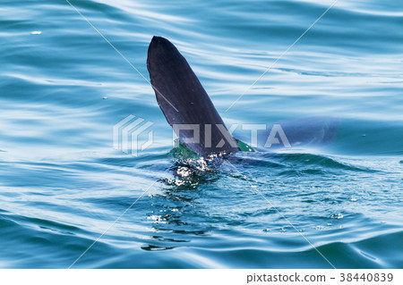 Sunfish fin sticking out of the ocean Sunfish fin sticking out of the ocean 38440839