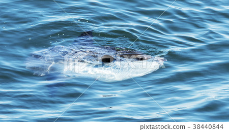Sunfish looking out of the water Sunfish looking out of the water 38440844