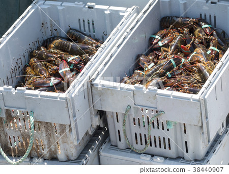 Two bins of freshly caught Maine lobsters Two bins of freshly caught Maine lobsters 38440907