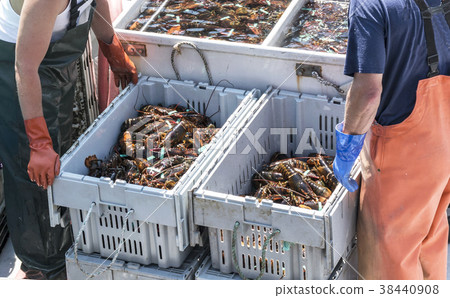 Two full bins of live Maine lobsters  38440908