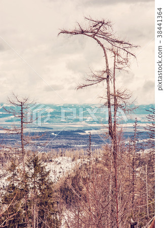 Spruce forest after natural disaster in High Tatra Spruce forest after natural disaster in High Tatra 38441364