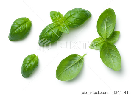 Basil Leaves Isolated on White Background Basil Leaves Isolated on White Background 38441413