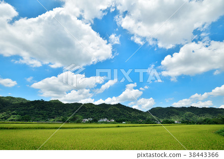 稻田 38443366
