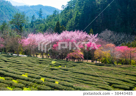 大正,武陵農場,秦華,花季,茶園 大正,武陵農場,秦華,花季,茶園 38443485