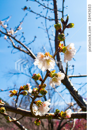 台灣,武陵農場,李子花,花季 台灣,武陵農場,李子花,花季 38443683