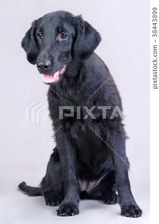 black labrador on a gray background black labrador on a gray background 38443899