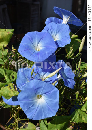 牽牛花 牽牛花 38443933