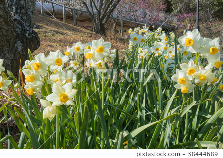 Narcissus 38444689