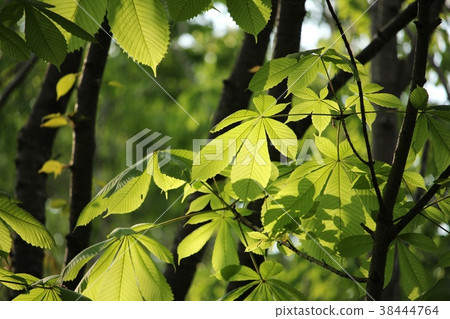 Oak tree Oak tree 38444764