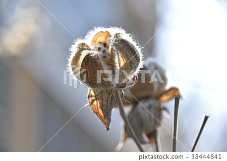 Withering Furong 38444841