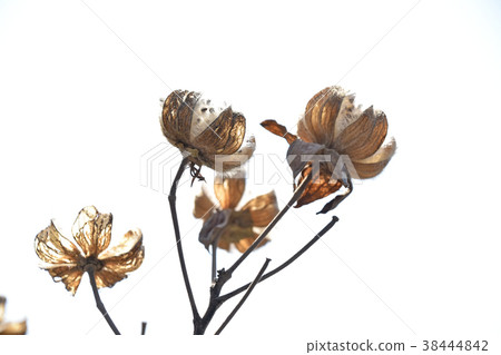 Withering Furong 38444842