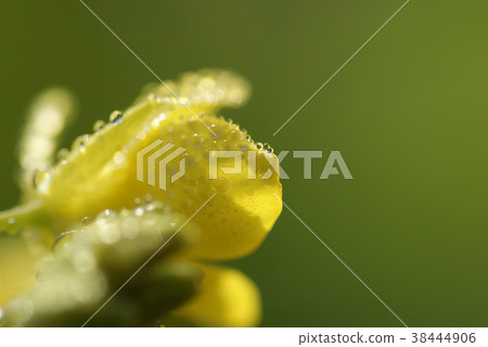 鳥取四季走春天宏 38444906