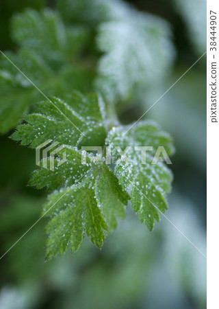 Tottori four season walk spring macro 38444907