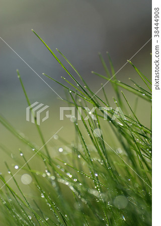 鳥取四季走春天宏 38444908