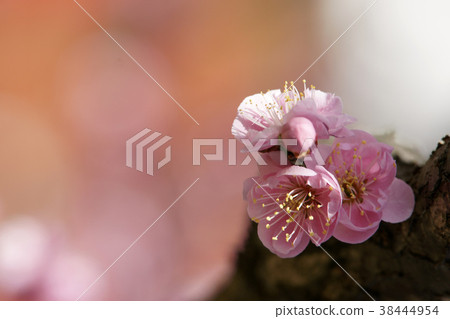 Tottori four season walk spring macro Tottori four season walk spring macro 38444954