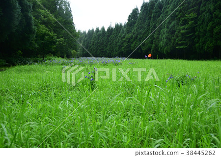 Tateyama Gohonnomori Mandara Yushu“天堂之路” 38445262