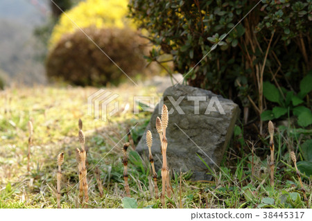 Tottori four season walk spring flower plant Tottori four season walk spring flower plant 38445317