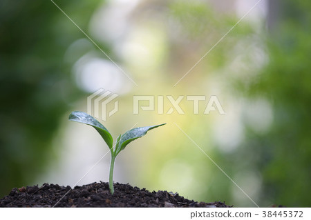Growing green tree 38445372