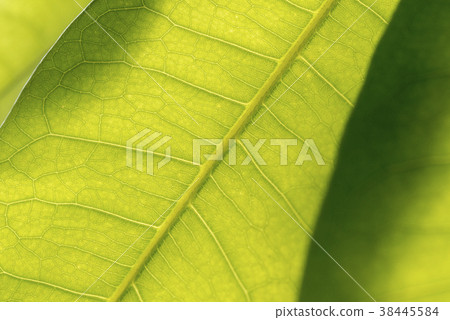 室內植物葉脈pachira 室內植物葉脈pachira 38445584