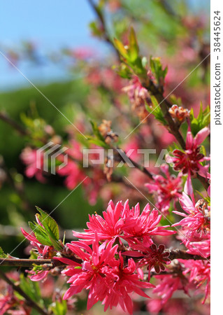 Flowers of Chrysanthemum Flowers of Chrysanthemum 38445624