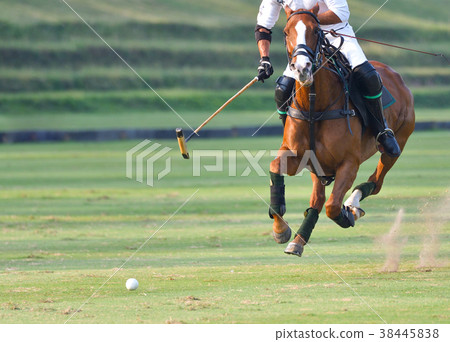 The polo player is riding on a horse 38445838