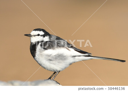 Portrait of Hakusekirei 38446136