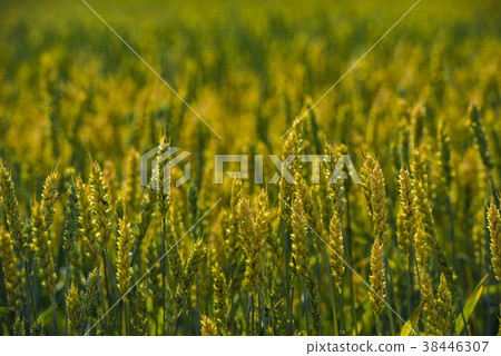 Agriculture in Hokkaido Agriculture in Hokkaido 38446307