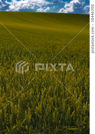 Agriculture in Hokkaido 38446308