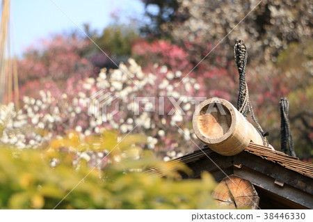 池上梅花園的白梅 池上梅花園的白梅 38446330