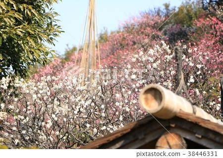 池上梅花園的白梅 池上梅花園的白梅 38446331