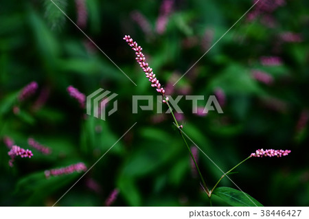 Flower of Inutaden Flower of Inutaden 38446427