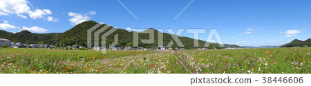 Baba Cosmos Field(兵庫縣高野市Ts市,巴巴) Baba Cosmos Field(兵庫縣高野市Ts市,巴巴) 38446606