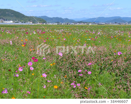 Baba Cosmos Field(兵庫縣高野市Ts市,巴巴) Baba Cosmos Field(兵庫縣高野市Ts市,巴巴) 38446607