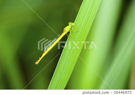 風箏Tsubo 38446975