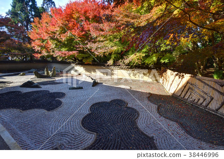 Dragon dragon 38446996