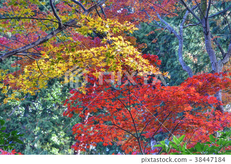 Autumn leaves of the same school 38447184