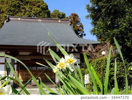 Futenji寺的水仙 38447370