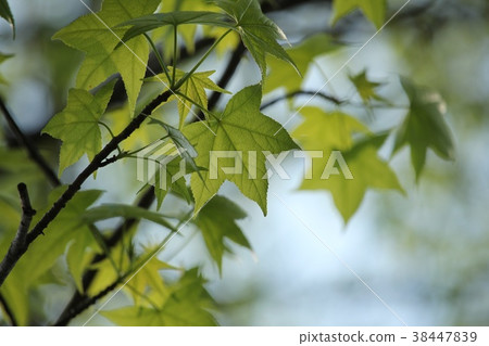 秋季葉子年輕葉子 38447839