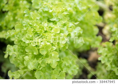 Fresh lettuce leaves, close up.Salad leaf. Fresh lettuce leaves, close up.Salad leaf. 38447945