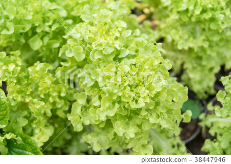 Fresh lettuce leaves, close up.Salad leaf. Fresh lettuce leaves, close up.Salad leaf. 38447946