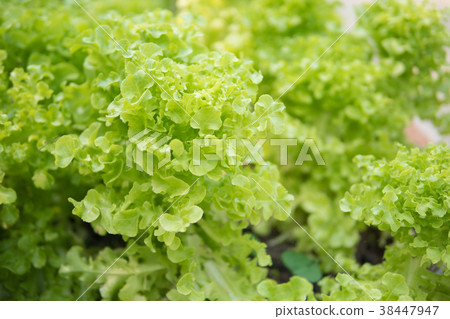 Fresh lettuce leaves, close up.Salad leaf.  38447947