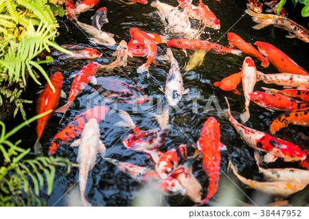 Colorful fancy carp fish or koi fish are swimming Colorful fancy carp fish or koi fish are swimming 38447952
